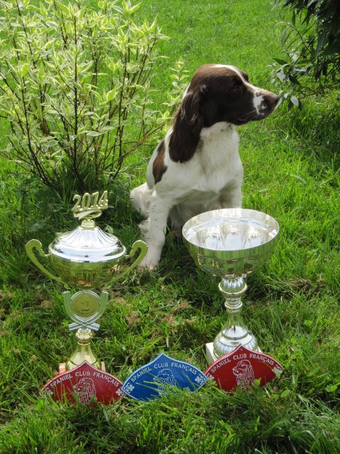 Des Terres Vives - Happy  Championne Nationale de Travail et 2ème du trophée printemps