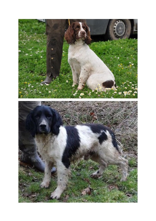 Des Terres Vives - Chiots 2015