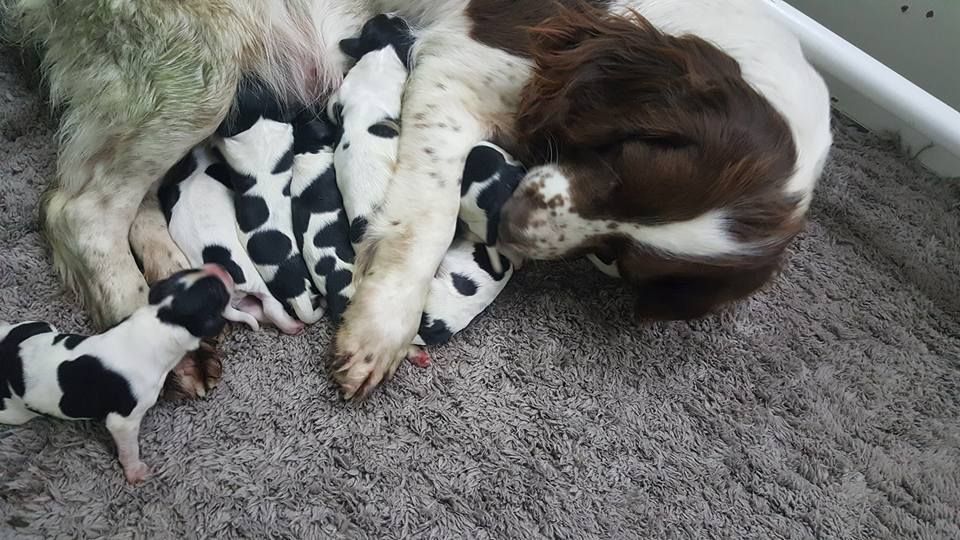 Des Terres Vives - English Springer Spaniel - Portée née le 07/04/2018