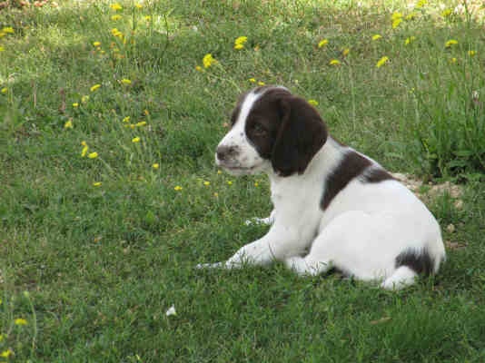 Des Terres Vives - English Springer Spaniel - Portée née le 17/06/2012