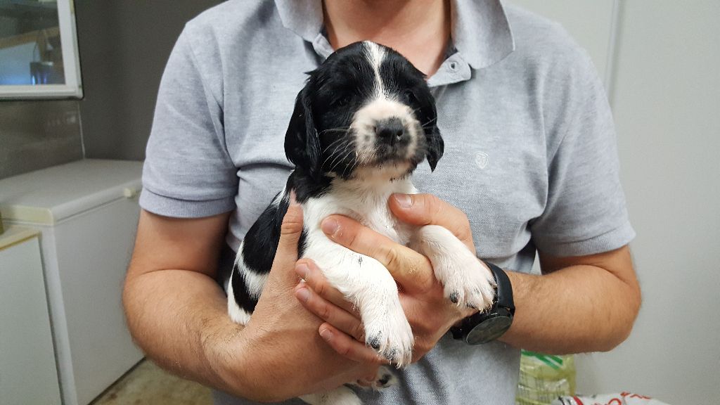 Des Terres Vives - English Springer Spaniel - Portée née le 25/06/2017