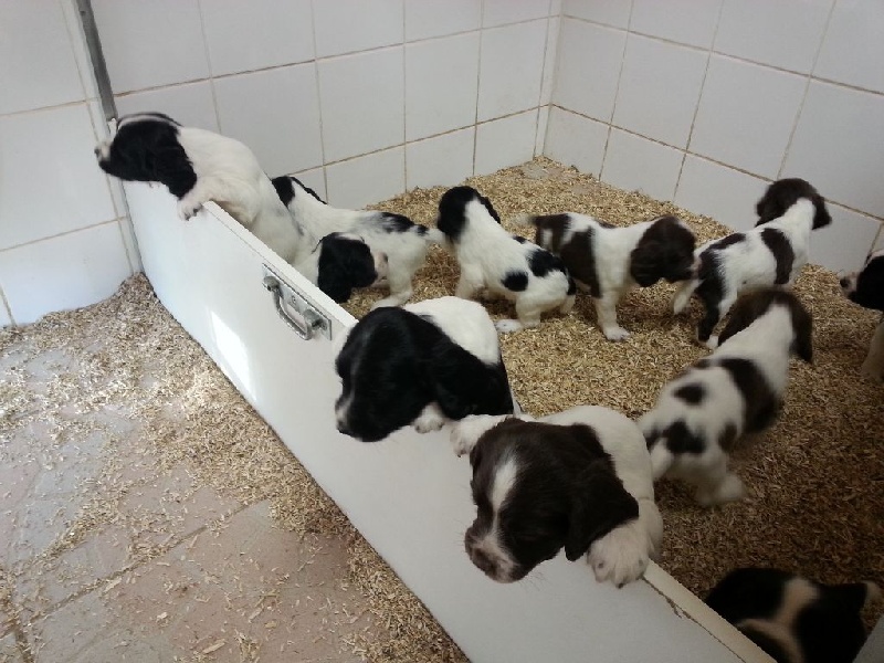 Des Terres Vives - English Springer Spaniel - Portée née le 01/08/2015