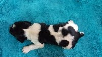 CHIOT
