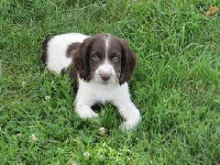 CHIOT