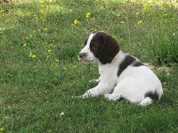 CHIOT