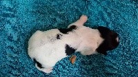 CHIOT