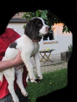 CHIOT