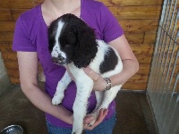 CHIOT