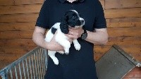 CHIOT