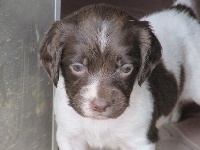 CHIOT