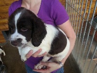CHIOT