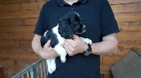 CHIOT