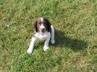 CHIOT