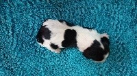 CHIOT
