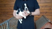 CHIOT